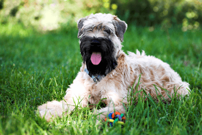 Cary Grove Animal Hospital Dr. Fritz J. Trybus DVM Cary, IL ANESTHESIA Cary Grove Animal Hospital Dr. Fritz J. Trybus DVM Cary, IL ANESTHESIA