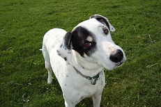 Cary Grove Animal Hospital Dr. Fritz J. Trybus DVM Cary, IL Cary Grove Animal Hospital Dr. Fritz J. Trybus DVM Cary, IL