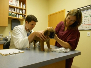 Cary Grove Animal Hospital Fox River Grove, IL. Cary, IL.  New Clients and Patients Welcome