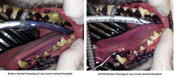 Before and after dental cleaning photos