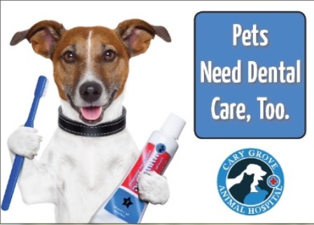 Dog Cat Dental Care Cary Grove Animal Hospital 