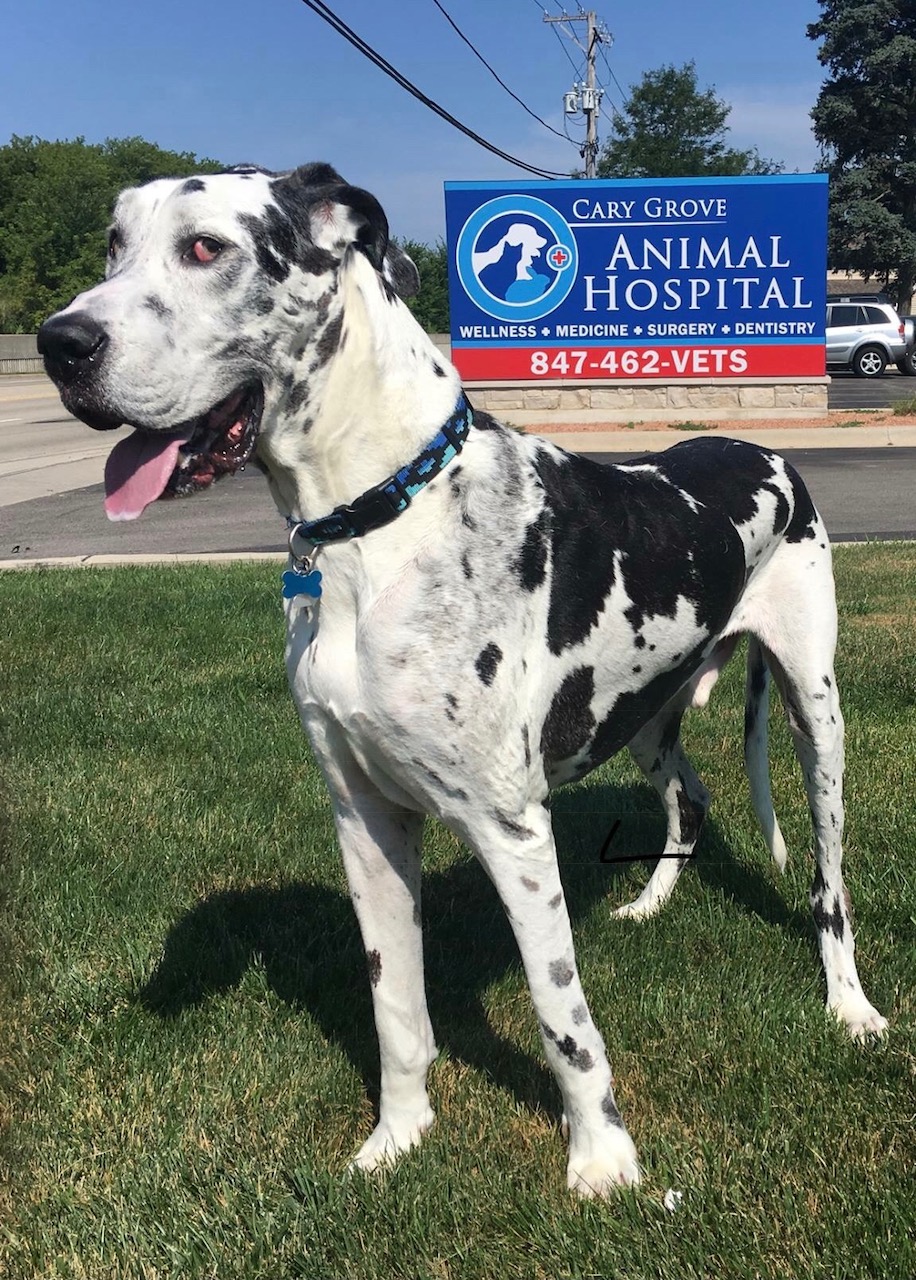Dog and Cat Veterinarian Cary Grove Animal Hospital Cary IL