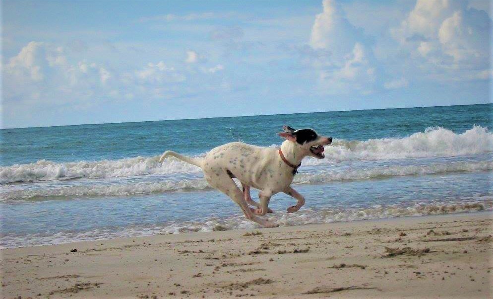Cary Grove Animal Hospital Dog ACL Repair Surgery Excap TPLO Cary Grove Animal Hospital Dog ACL Repair Surgery Excap TPLO