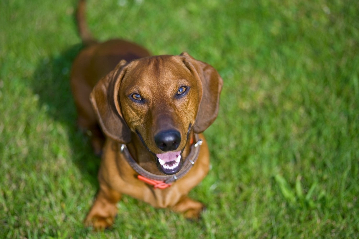 Cary Grove Animal Hospital Dr. Fritz J. Trybus DVM Cary, IL Cary Grove Animal Hospital Dr. Fritz J. Trybus DVM Cary, IL