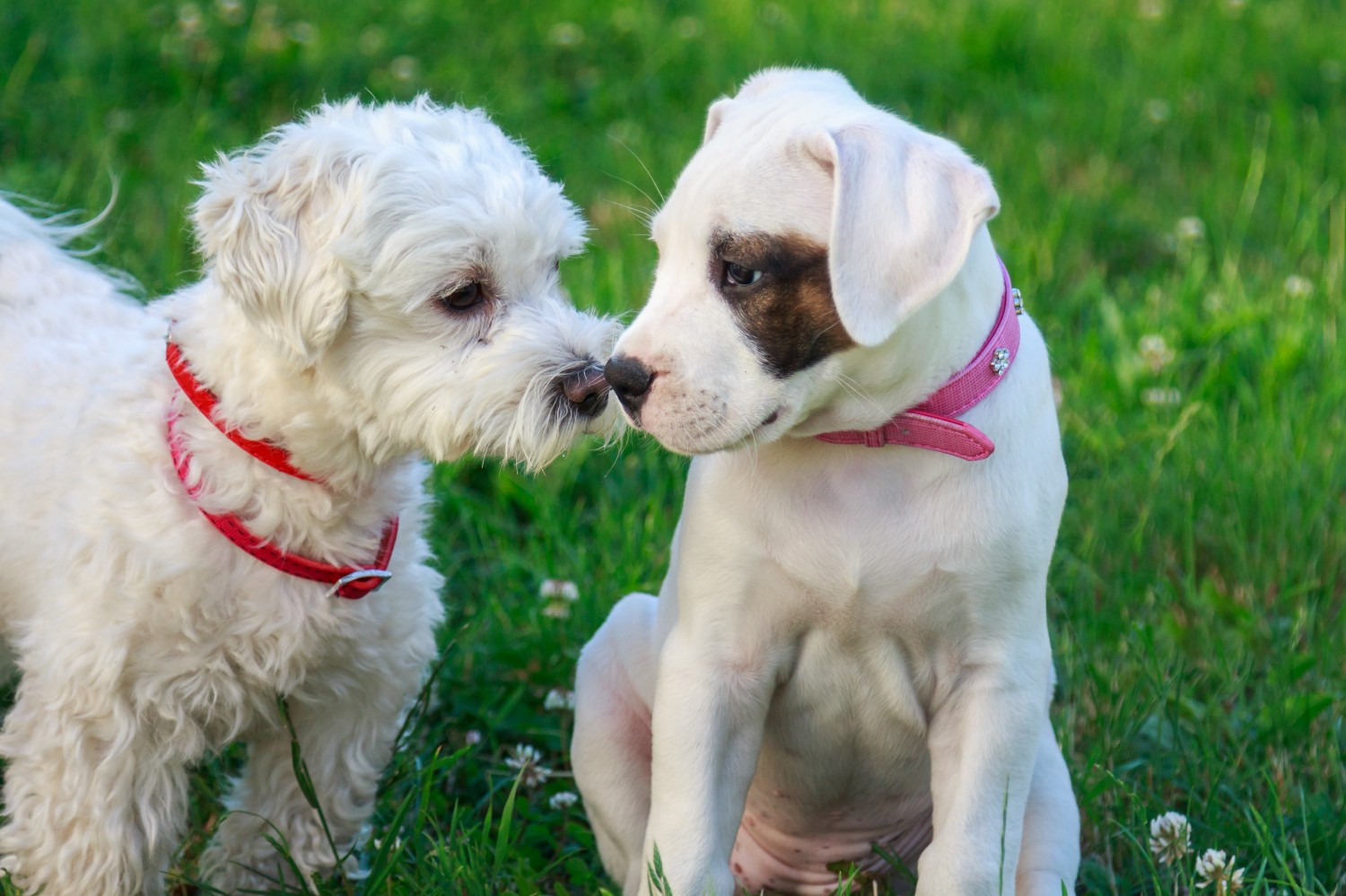 Two dogs sitting in the grass