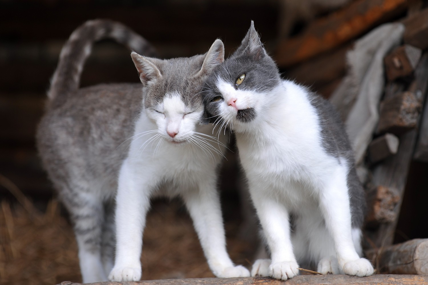 Two cats in a barn