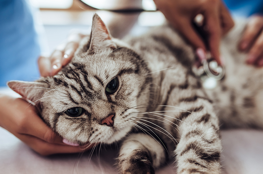 Cat vitals taken before anesthesia