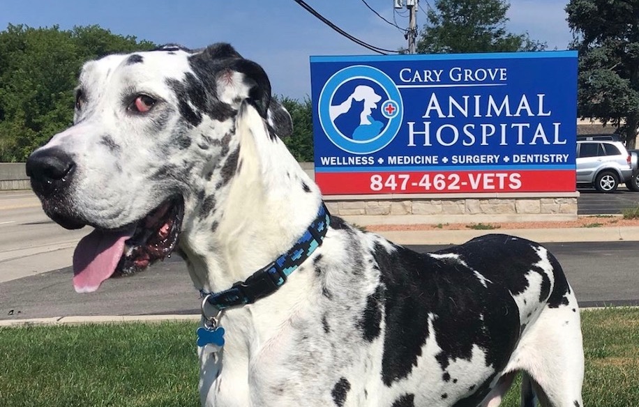 Dog outside of veterinary practice in front of sign