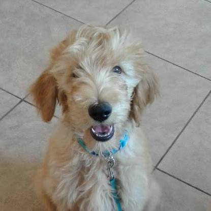 Image of scruffy puppy Image of scruffy puppy