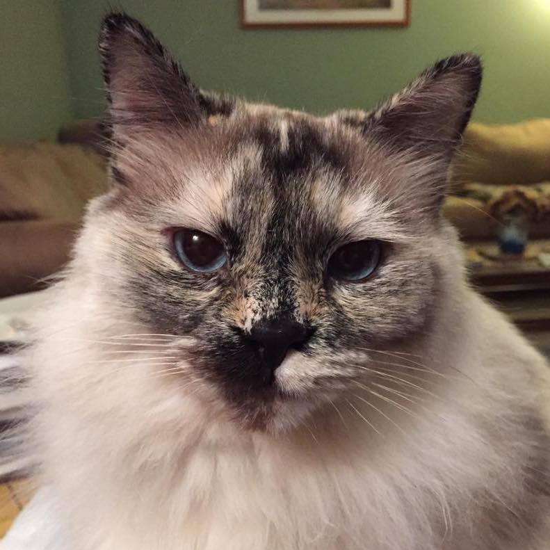 Image of a medium hair cat Image of a medium hair cat