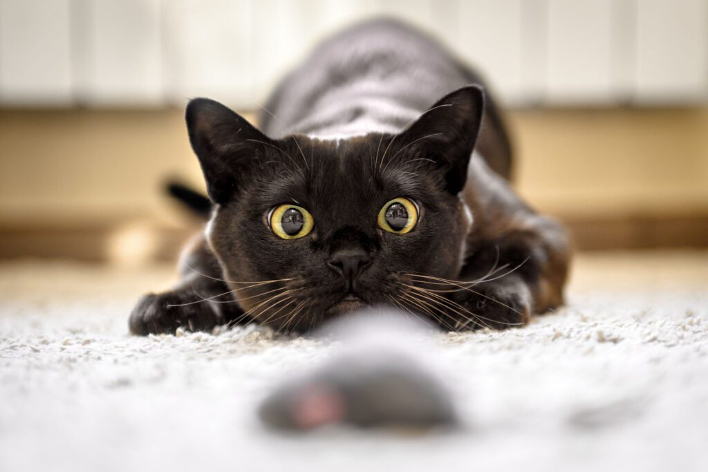 Pet Dentistry