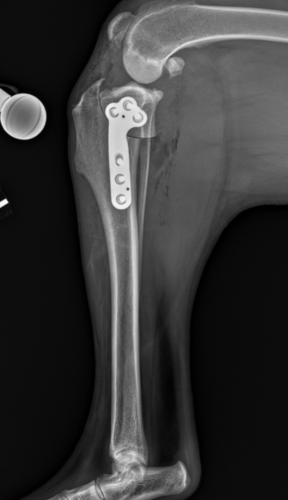 TPLO PostOp Xray Cary Grove Animal Hospital Cary, IL